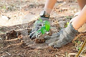 Farmer's hands planting young seedlings in the morning sunlight