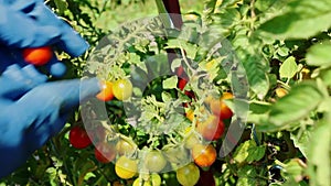 Farmer's hands plucks ripe cherry tomatoes from the bush. Harvesting. Red cherry tomatoes in plantation field