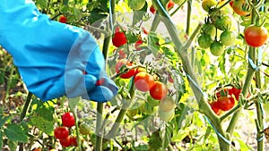 Farmer's hands plucks ripe cherry tomatoes from the bush. Harvesting. Red cherry tomatoes in plantation field