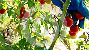 Farmer's hands plucks ripe cherry tomatoes from the bush. Harvesting. Red cherry tomatoes in plantation field. Many