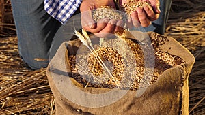 Farmer`s hands pour wheat grains in a bag with ears. Harvesting cereals. An agronomist looks at the quality of grain