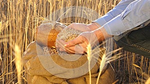 Farmer`s hands pour wheat grains in a bag with ears. Harvesting cereals. An agronomist looks at the quality of grain