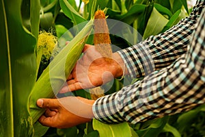 Farmer's hands tenderly cradle the vibrant corn ears, gauging their firmness and size to assess. photo