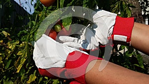 farmer& x27;s hands in white and red gloves harvest tomatoes. summer