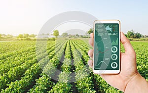 Farmer`s holds a smartphone on a background of a field with a potato plantation. Scientific research. Hi-tech technology, photo
