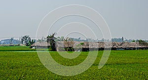 A farmer\'s hut at a distance on a green rice field on a foggy sky background