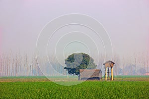 Farmer`s hut and fields, Dudhwa National Park, Uttar Pradesh