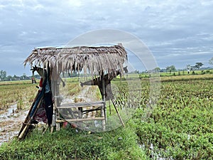 Farmer's hut in the middle of rice field