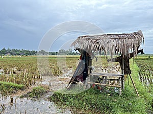 Farmer's hut in the middle of rice field