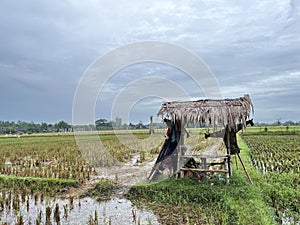 Farmer's hut in the middle of rice field