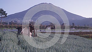 Farmer\'s hut in the middle of a vegetable field with Mount Sumbing in the background