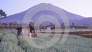 Farmer\'s hut in the middle of a vegetable field with Mount Sumbing in the background