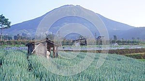 Farmer\'s hut in the middle of a vegetable field with Mount Sumbing in the background
