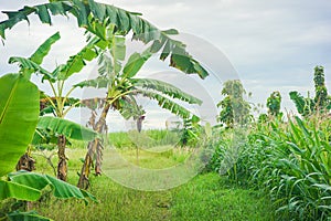 Farmer& x27;s land overgrown with banana and corn trees