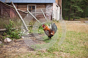 Farmer's life in Russia. Quiet rustic summer weekdays