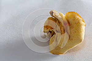 Farmer`s Market exotic mushrooms on white canvas in winter season