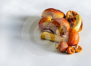 Farmer`s Market exotic mushrooms on white canvas in winter season