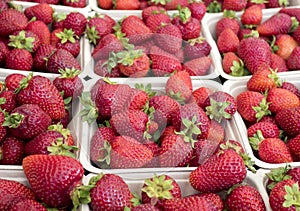 Farmer`s Market fresh baskets of strawberries