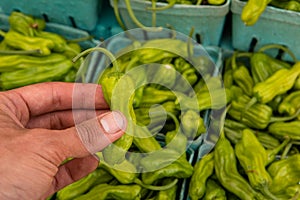 Farmer`s market produce: fresh veggies
