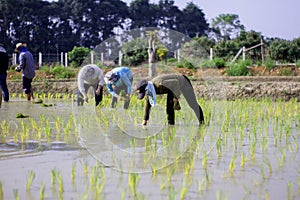 FarmerÃ¢â¬â¢s planting rice seedlings