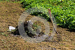 Farmer`s rake with remains of a bonfire and dried vegetables wint. Rural scene.