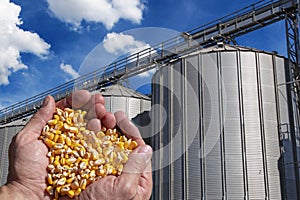 Farmer`s Rough Hands Holding Corn Kernels