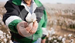 Farmer`s Weathered Hands Hold Cotton Boll Checking Harvest