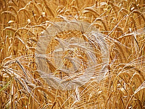 Farmer`s wheat crop