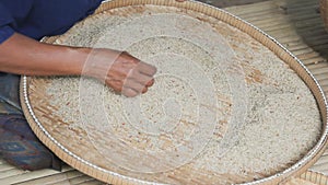 Farmer select bad rice out of the paddy rice.