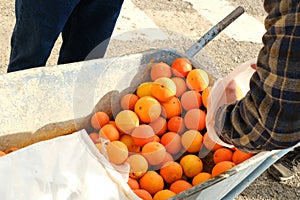 farmer sells orange fruits in metal garden wheelbarrow, holds ripe orange in hand, genus Citrus of the family Rutaceae, healthy