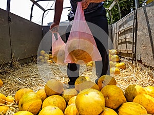 Farmer sells sweet yellow melons from the truck