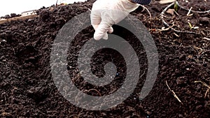 farmer senior white woman hand plant's seeds in the soil. close up. garden season, spring planting of plants and
