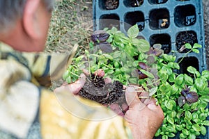 Farmer separates young basil plants, before planting them into t