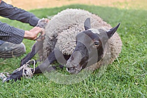 Farmer shearing sheep for wool in the grass outdoors.