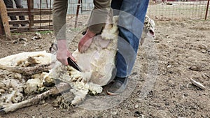 Farmer sheep shearing in a farm