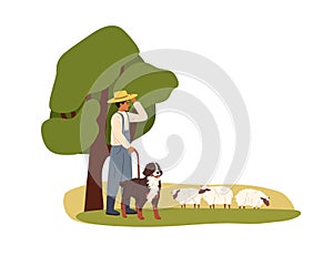 Farmer and shepherd dog watching for grazing sheep on rural summer field. Herdsman and sheepdog, ewes flock, farm photo