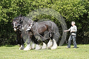 Farmer & Shire Horses Working Together photo