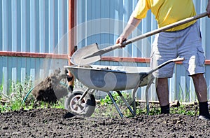 A farmer with a shovel unloads a wheelbarrow filled with earth