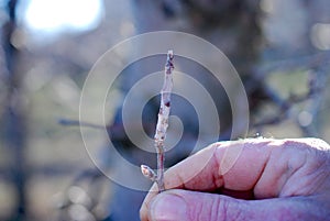 farmer show apple twigs infected by fungus disease powdery mildew in march