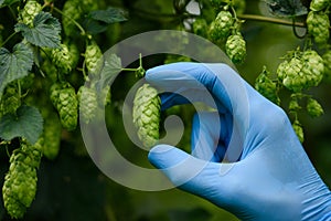 Farmer show single ripe hop cone in hand during quality and ripeness inspection