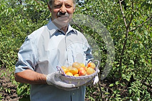 Farmer showing basket full of apricots