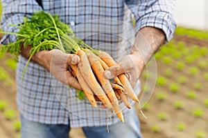 Farmer Showing Carrots And Vegetables To Camera In Greenhouse