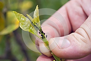 A farmer showing a colony of aphids feeding on a citrus shoot