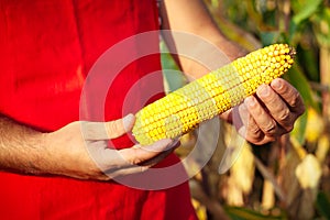 Farmer showing corn maize ear at field