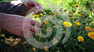 Farmer showing flowers of joint landings at organic eco farm, close-up