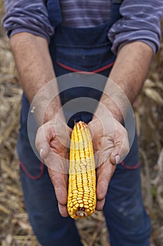 Farmer showing ripe corn maize ear