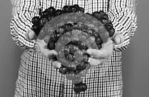 Farmer shows harvest. Male hands hold bunch of ripe grapes