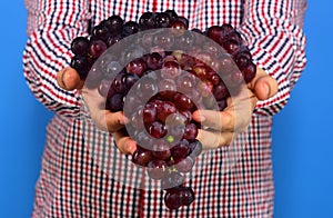 Farmer shows harvest. Male hands hold bunch of ripe grapes