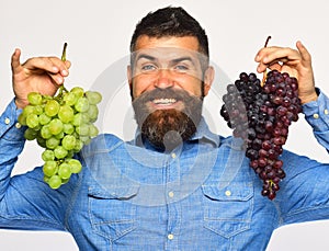Farmer shows harvest. Man with beard holds bunches of grapes