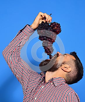 Farmer shows harvest. Man with beard puts grapes into mouth